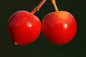 Fruits.