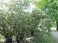 Viburnum rhytidophyllum (mai 2014)