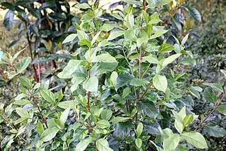 Description de cette image, également commentée ci-après