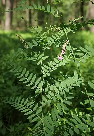 Description de l'image Vicia cassubica kz1.jpg.