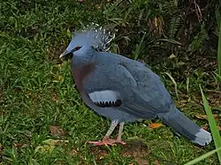 Goura de Victoria du Kuala Lumpur Bird Park.