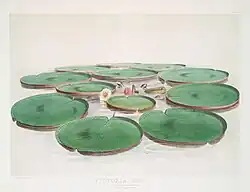 Planche botanique de 1851.