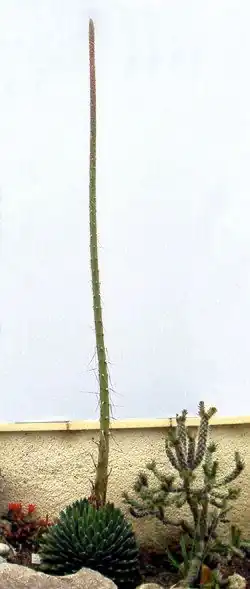 Hampe florale de victoriae-reginae