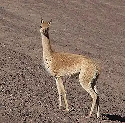 Un adulte en Argentine.