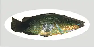 Description de l'image Vieille.jpg.