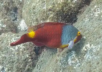 Poisson-perroquet