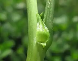 Stipule (Vigna unguiculata).