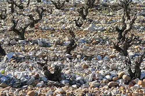 Vignes sur éclats calcaires et galets roulés.
