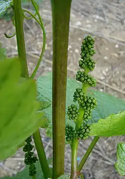 Jeune grappe d'une vigne cultivée.