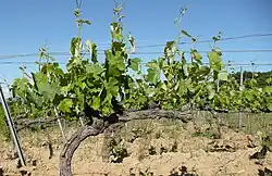 Rameaux à gauche en dehors des fils releveurs, rameaux à droite entre les fils releveurs.