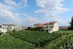 Photographie en couleur d'un vignoble.