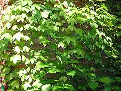 Vigne vierge japonaise sur un mur