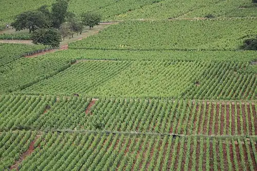 Vignes à Couchey, sur de faibles pentes.
