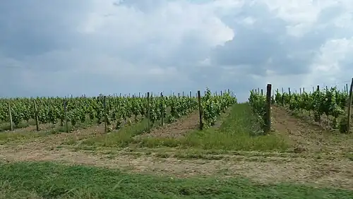 Vignes à Moncaup.