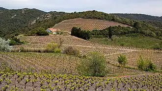Vignes au printemps.