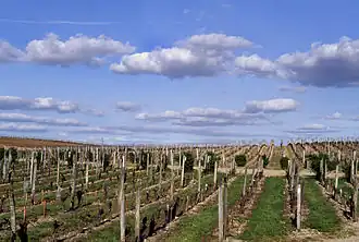 Vigne étroite à haute densité dans le vignoble de Bordeaux