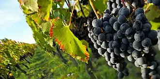 Image illustrative de l’article Listrac-médoc (AOC)