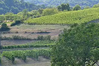 Vignes et noyers à Queyssac-les-Vignes.