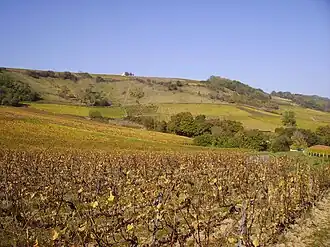 Image illustrative de l’article Sancerrois