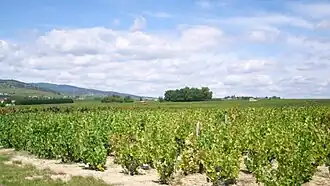 Vigne en été à Chénas.