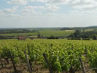 Image illustrative de l’article Menetou-salon (AOC)