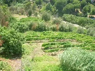 Image illustrative de l’article Alpes-maritimes (IGP)