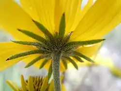 Involucre de Heliomeris multiflora&nbsp;(en).
