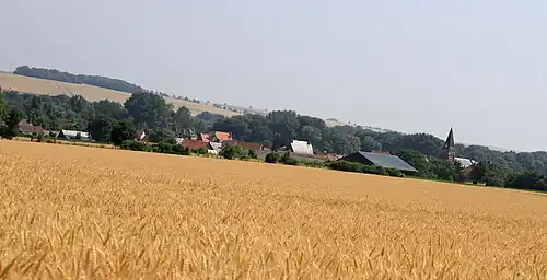 Hailles avant la moisson.