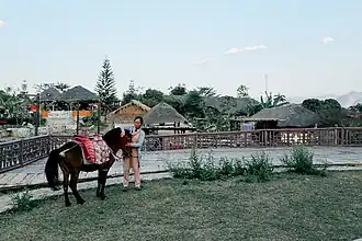 Image illustrative de l’article Cheval en Thaïlande