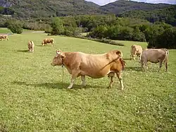 Vaches de couleur froment dans un champ