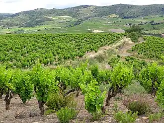 Image illustrative de l’article Vallée-du-paradis (IGP)