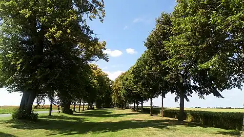 Allée des Tilleuls.