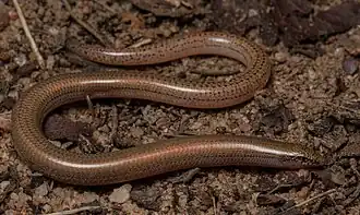 Description de l'image Vine-thicket Fine-lined Slider (Lerista cinerea).jpg.