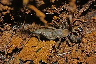 Description de l'image Vinegaroon - Whip Spider (Mastigoproctus baracoensis) (8576421119).jpg.