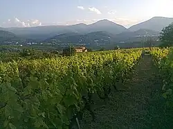 Photographie montrant des pieds de vigne alignés.