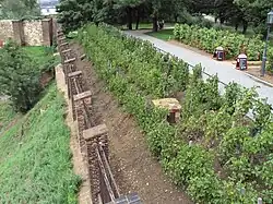 Vigne sur les remparts de Vyšehrad