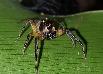 Description de l'image Vinnius uncatus.jpg.