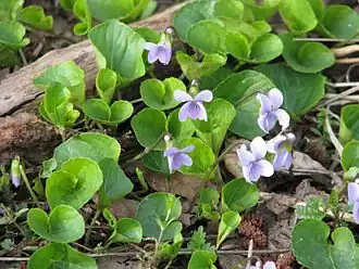 Description de l'image Viola epipsila 5773.jpg.