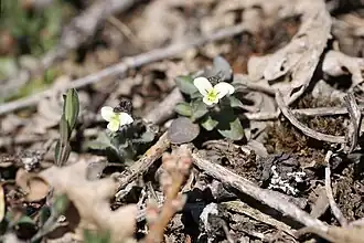 Description de l'image Viola parvula - Pablo de la Fuente Brun - 115916677.jpeg.