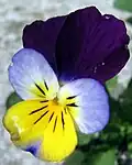 Viola tricolor