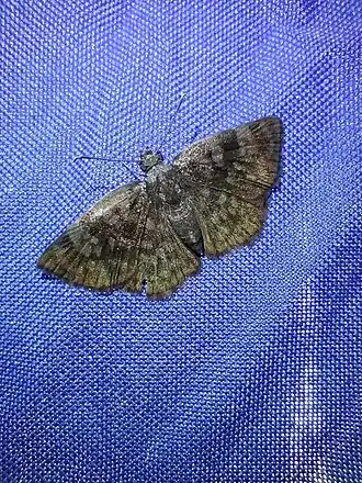 Description de cette image, également commentée ci-après