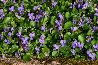 Planche de Violettes naturellement essaimées.