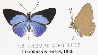 Description de l'image Virgilius inGodmanSalvin1886.jpg.