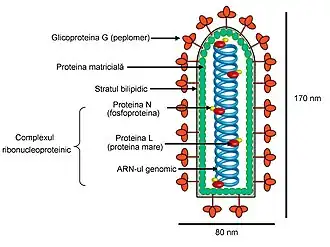 Description de l'image Virusul stomatitei veziculare.jpg.
