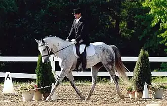 Cheval de sport hongrois gris en compétition de dressage