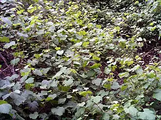 Description de cette image, également commentée ci-après