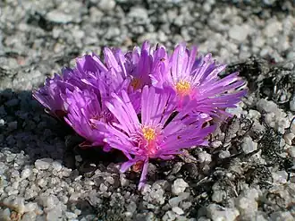 Description de l'image Vlokia montana 15278663.jpg.