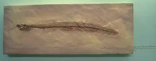 Voltaconger latispinus, une espèce fossile