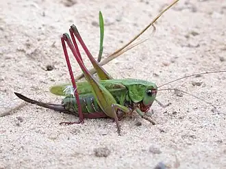 Description de cette image, également commentée ci-après