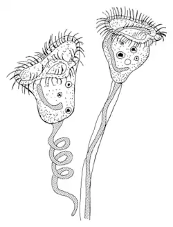 Vorticella sp.